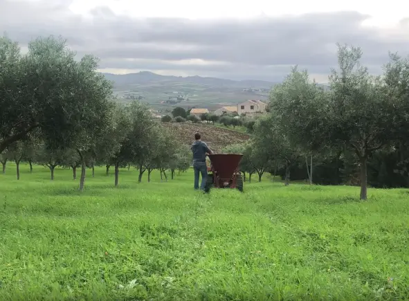 Giacomo al lavoro tra gli ulivi di Valle d'Erice