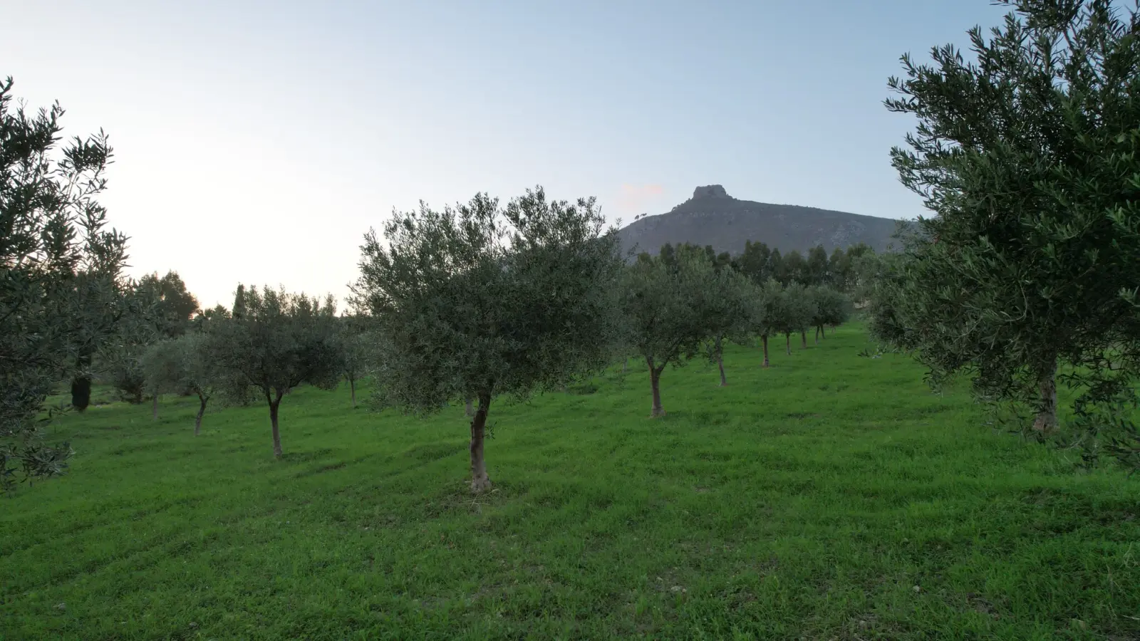 Ulivi secolari di Valle d'Erice con il monte Erice sullo sfondo