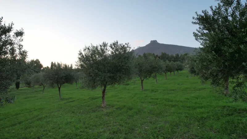 Ulivi di Biancolilla e Nocellara