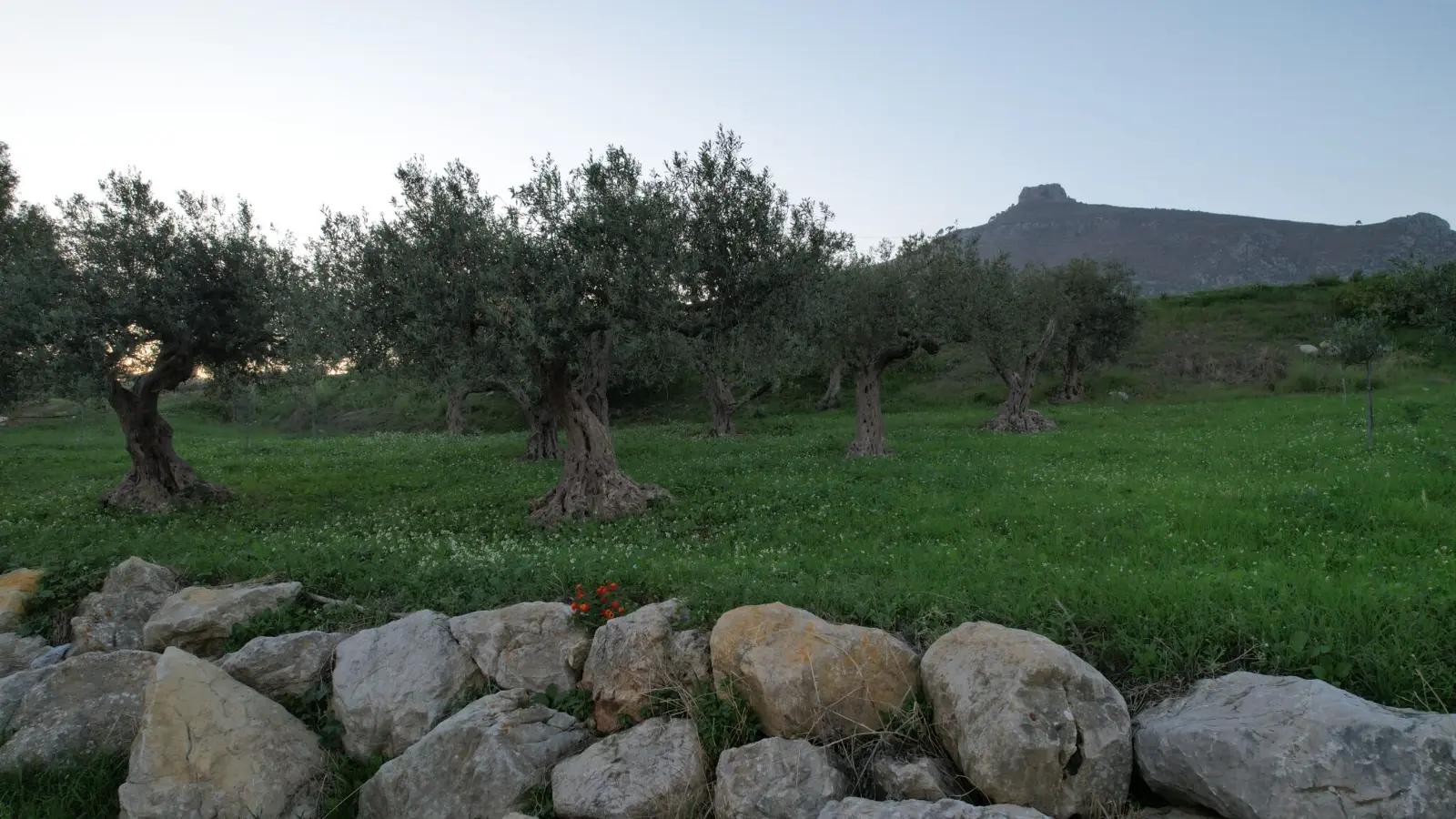 Veduta aerea del monte Erice e delle campagne di Valderice