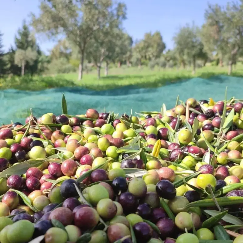 Olive Biancolilla e Nocellara appena raccolte a mano a Valderice